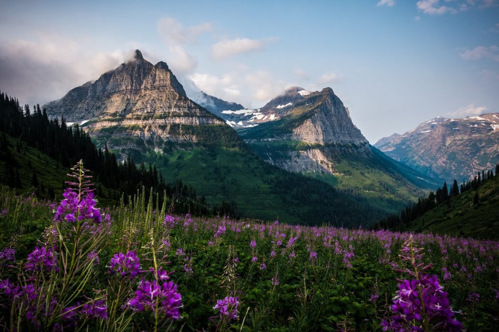 summer in glacier national park