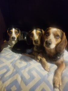 amber beagles