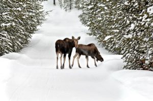 young moose winter big sky montana